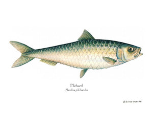 Fish Print: Pilchard Sardina pilchardus