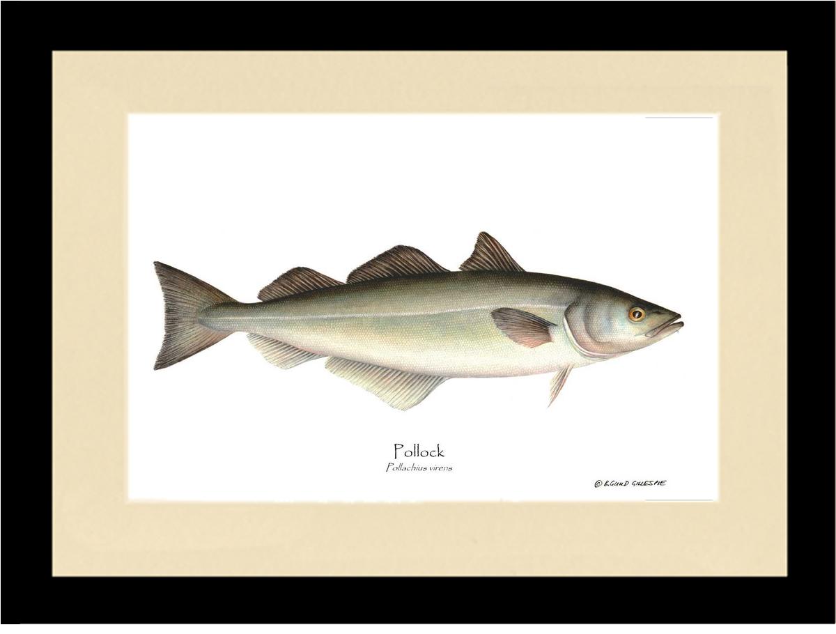 Pollock Pollachius virens | Wall Art Fish Print