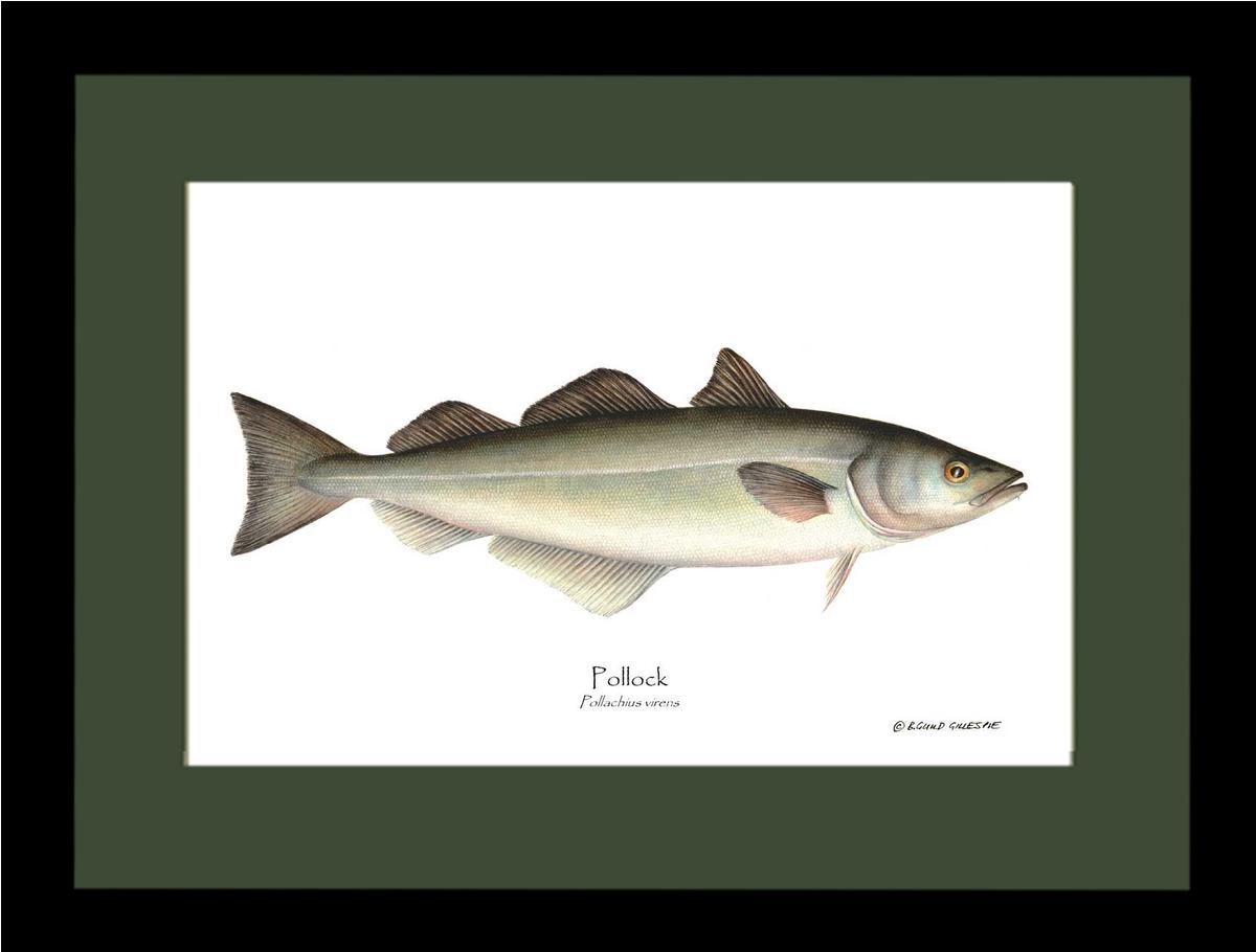 Pollock Pollachius virens | Wall Art Fish Print