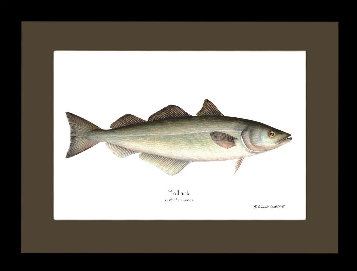 Pollock Pollachius virens | Wall Art Fish Print