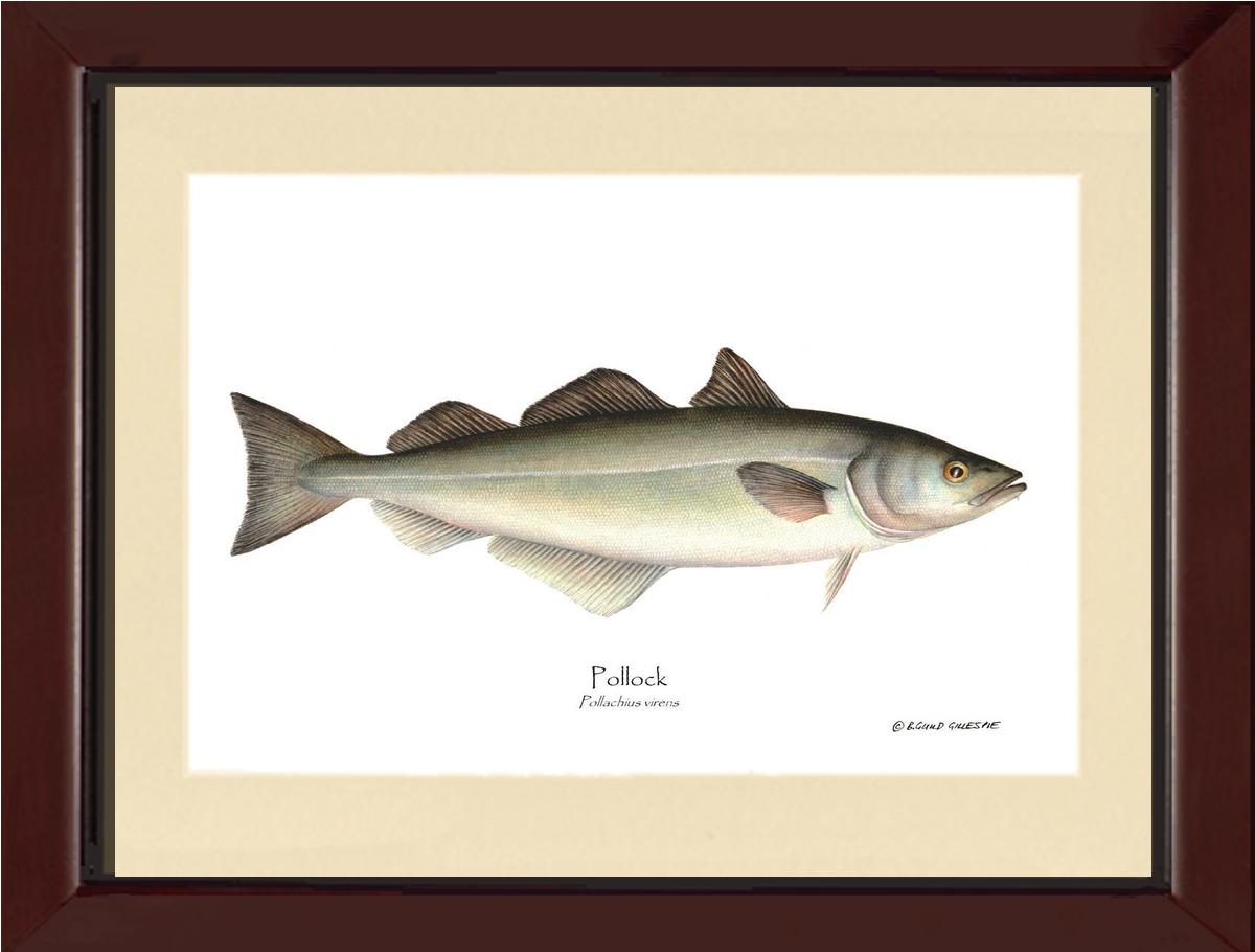 Pollock Pollachius virens | Wall Art Fish Print