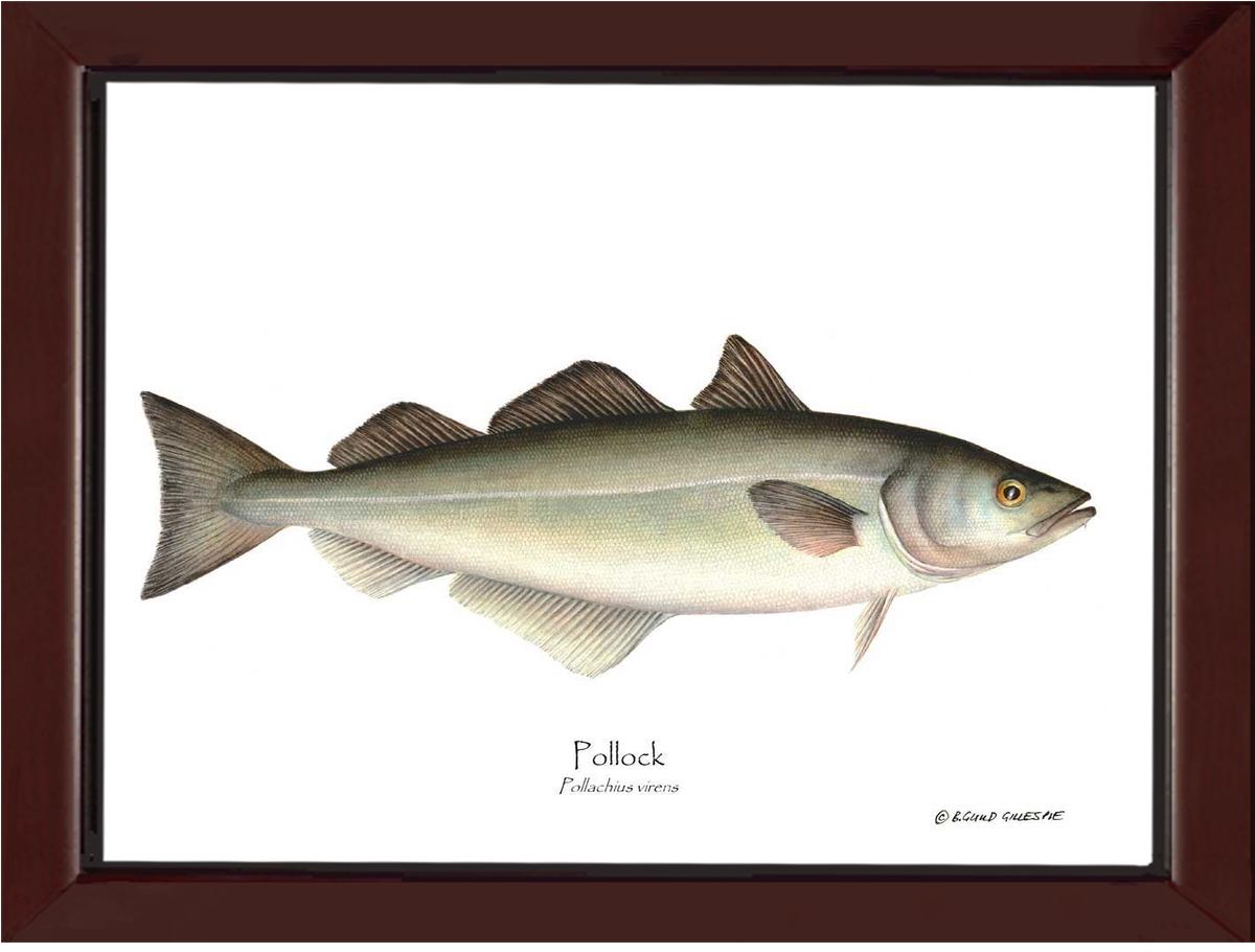 Pollock Pollachius virens | Wall Art Fish Print