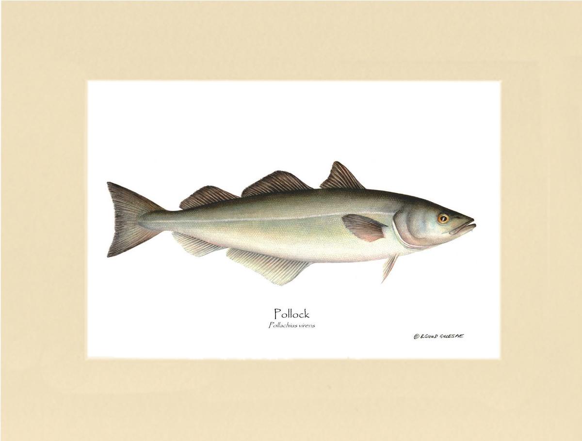 Pollock Pollachius virens | Wall Art Fish Print