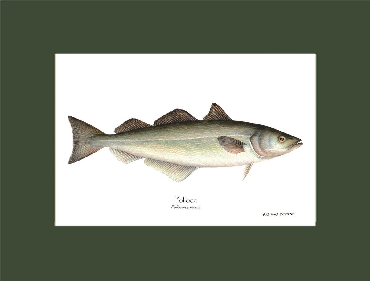 Pollock Pollachius virens | Wall Art Fish Print