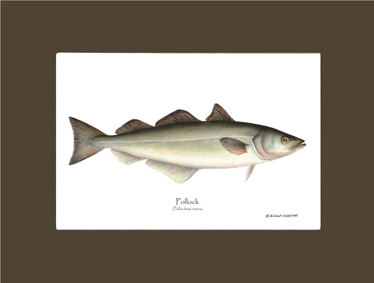 Pollock Pollachius virens | Wall Art Fish Print