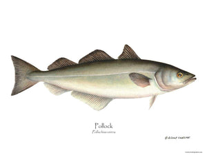 Fish Print: Pollock Pollachius virens