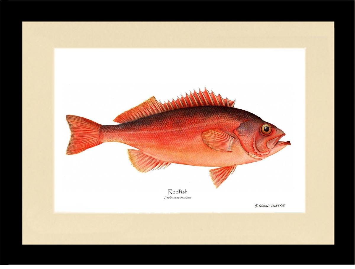 Ocean Perch Redfish Sebastes marinus | Wall Art Fish Print