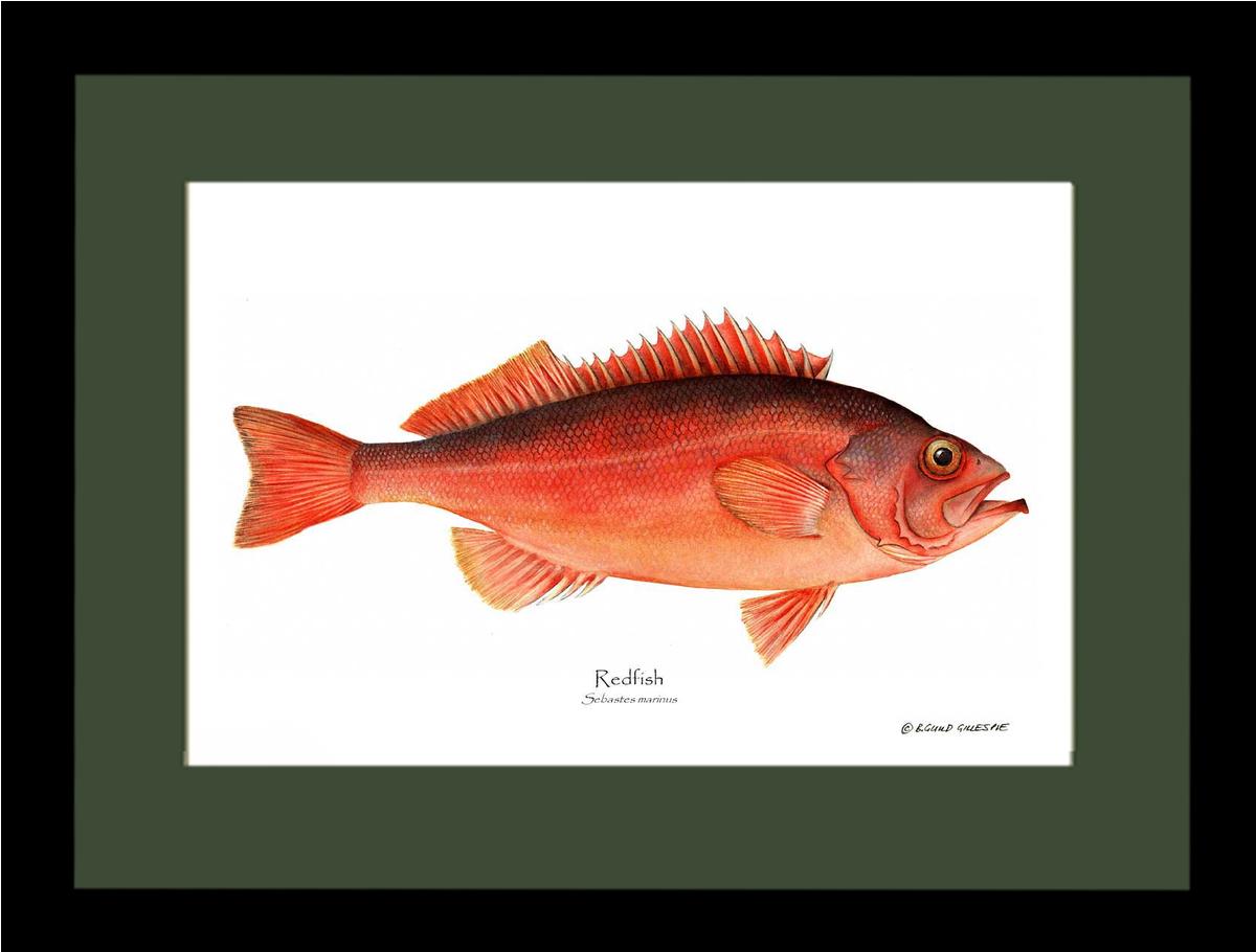 Ocean Perch Redfish Sebastes marinus | Wall Art Fish Print