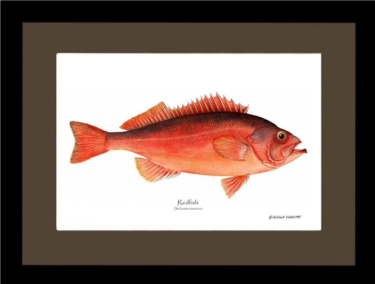 Ocean Perch Redfish Sebastes marinus | Wall Art Fish Print