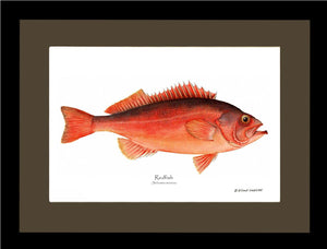 Ocean Perch Redfish Sebastes marinus