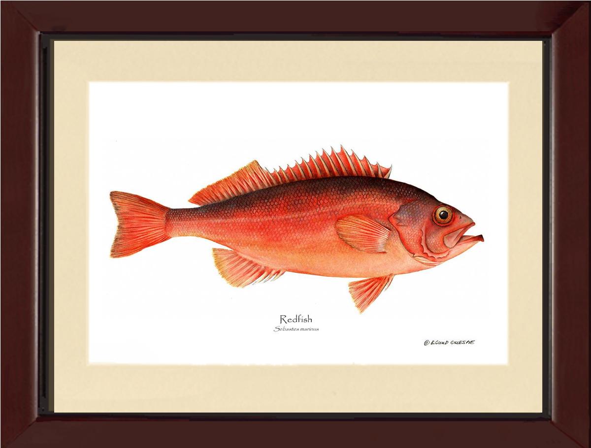 Ocean Perch Redfish Sebastes marinus | Wall Art Fish Print