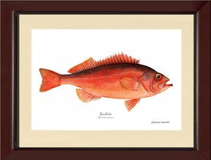 Ocean Perch Redfish Sebastes marinus