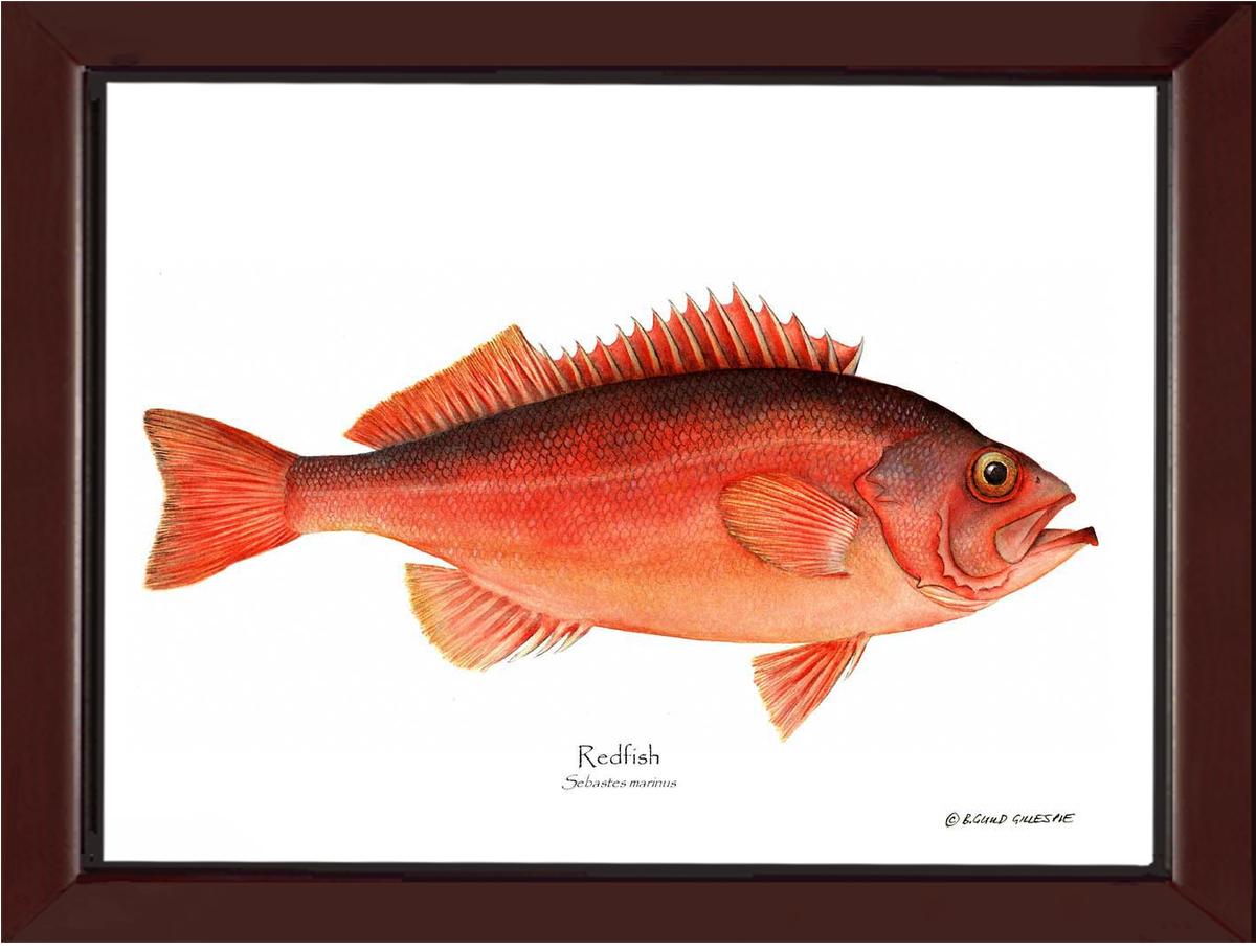 Ocean Perch Redfish Sebastes marinus | Wall Art Fish Print