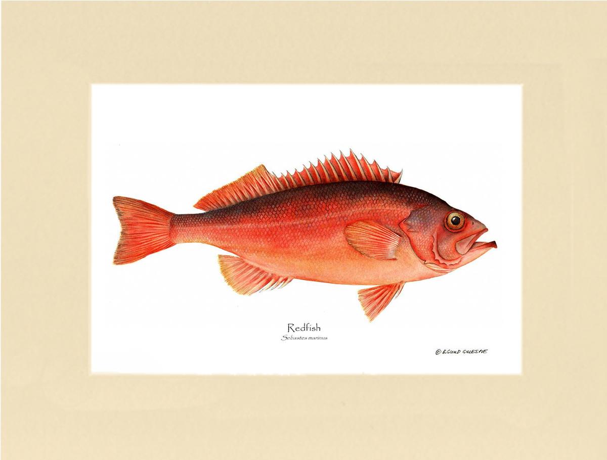 Ocean Perch Redfish Sebastes marinus | Wall Art Fish Print