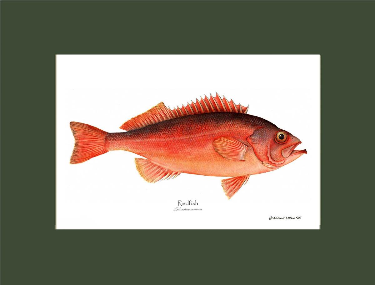 Ocean Perch Redfish Sebastes marinus | Wall Art Fish Print