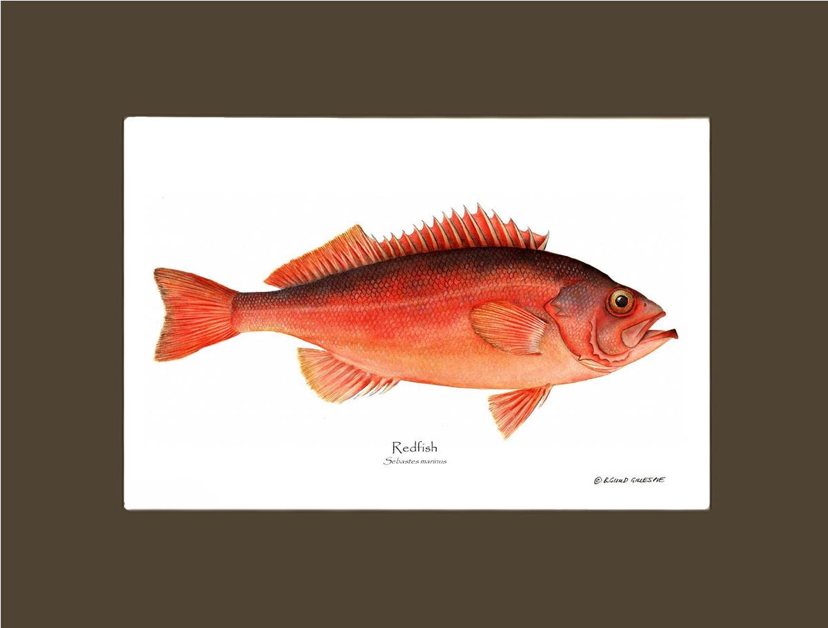 Ocean Perch Redfish Sebastes marinus | Wall Art Fish Print
