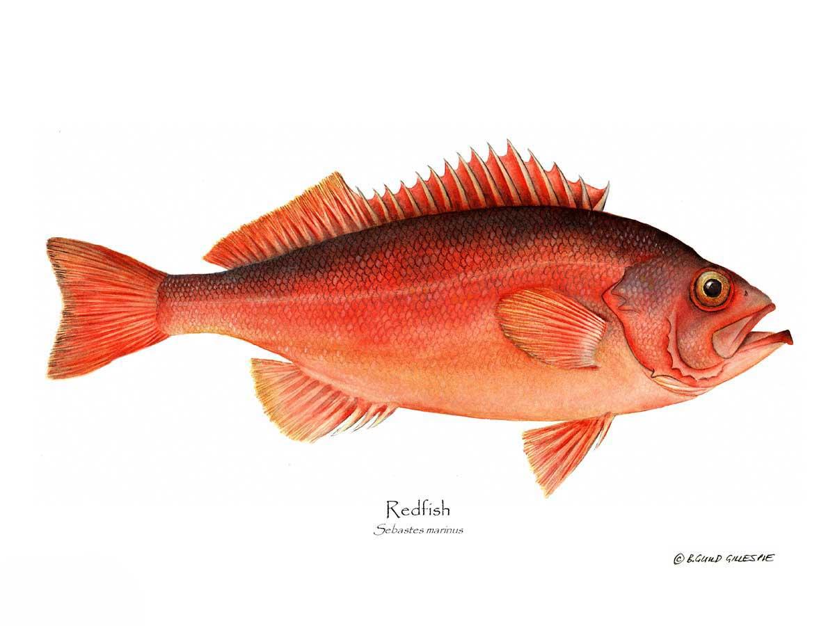 Ocean Perch Redfish Sebastes marinus | Wall Art Fish Print