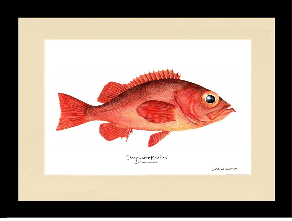 Deepwater Redfish Sebastes mentella | Wall Art Fish Print