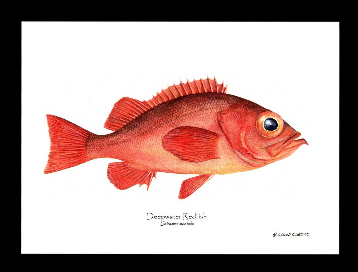 Deepwater Redfish Sebastes mentella | Wall Art Fish Print