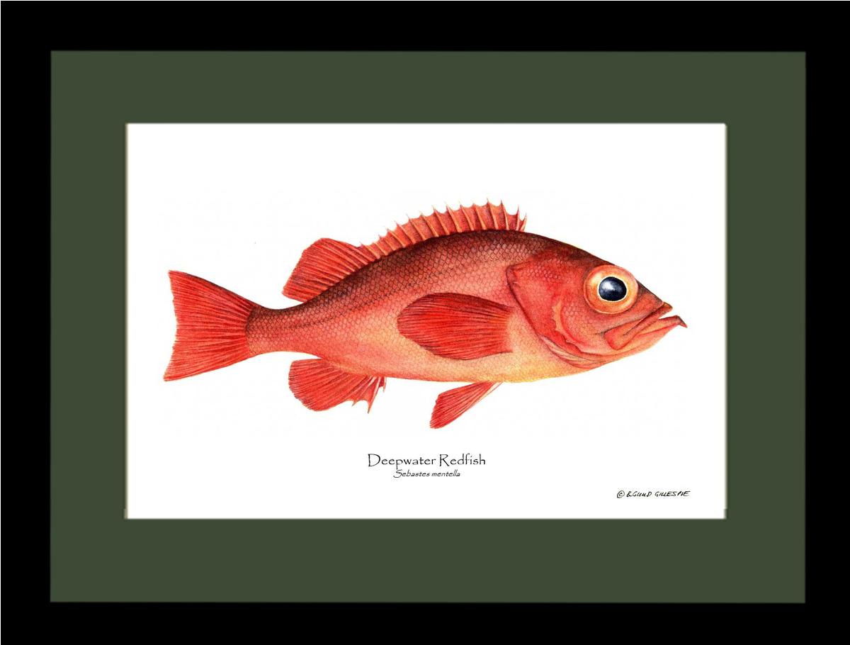 Deepwater Redfish Sebastes mentella | Wall Art Fish Print