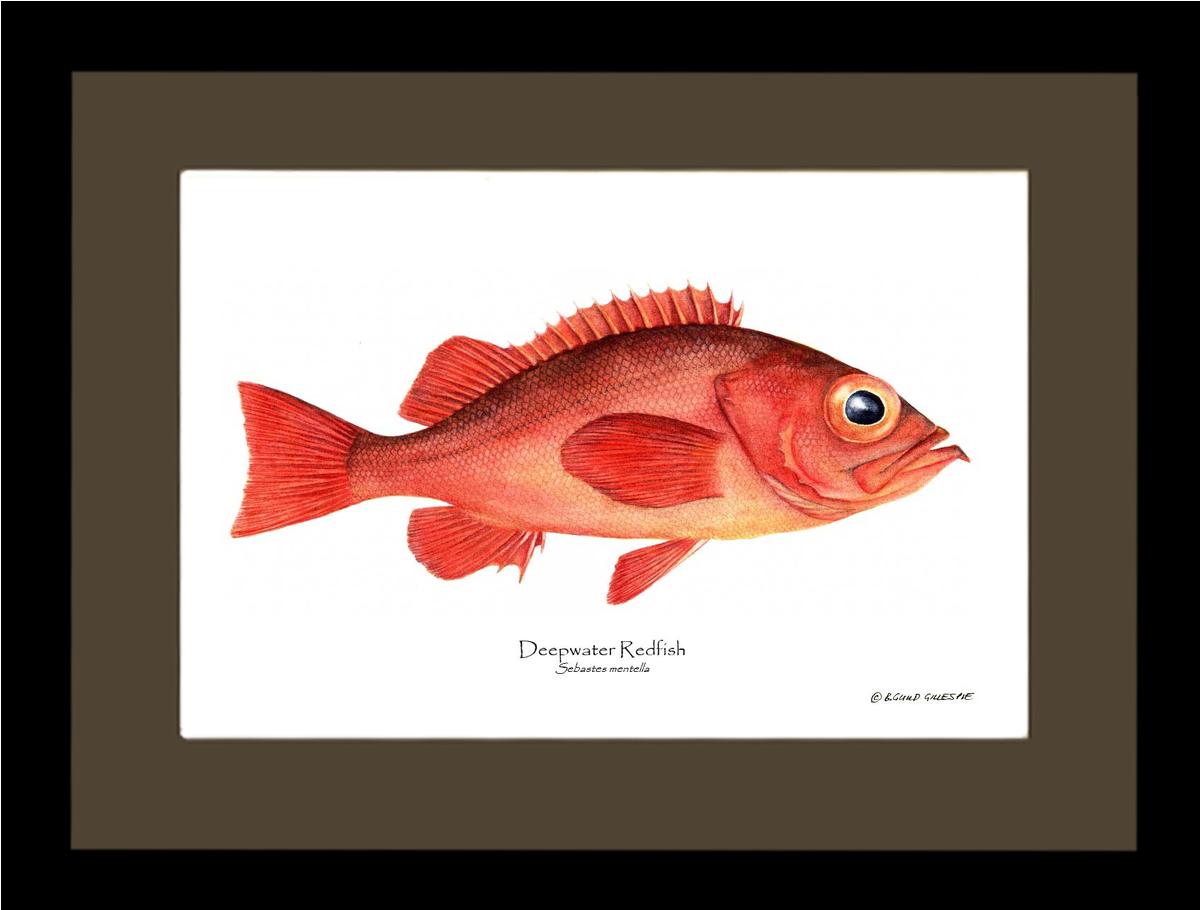 Deepwater Redfish Sebastes mentella | Wall Art Fish Print