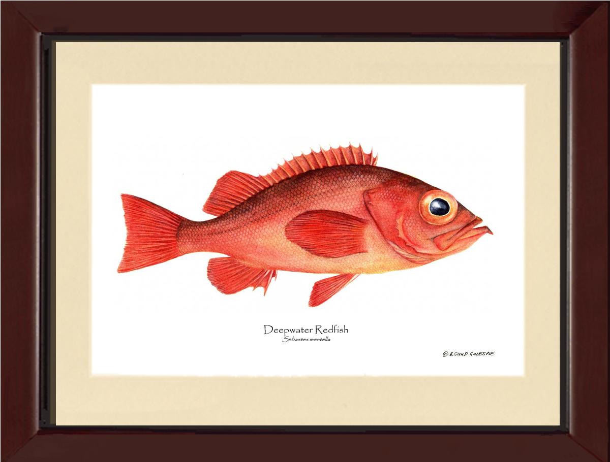 Deepwater Redfish Sebastes mentella | Wall Art Fish Print
