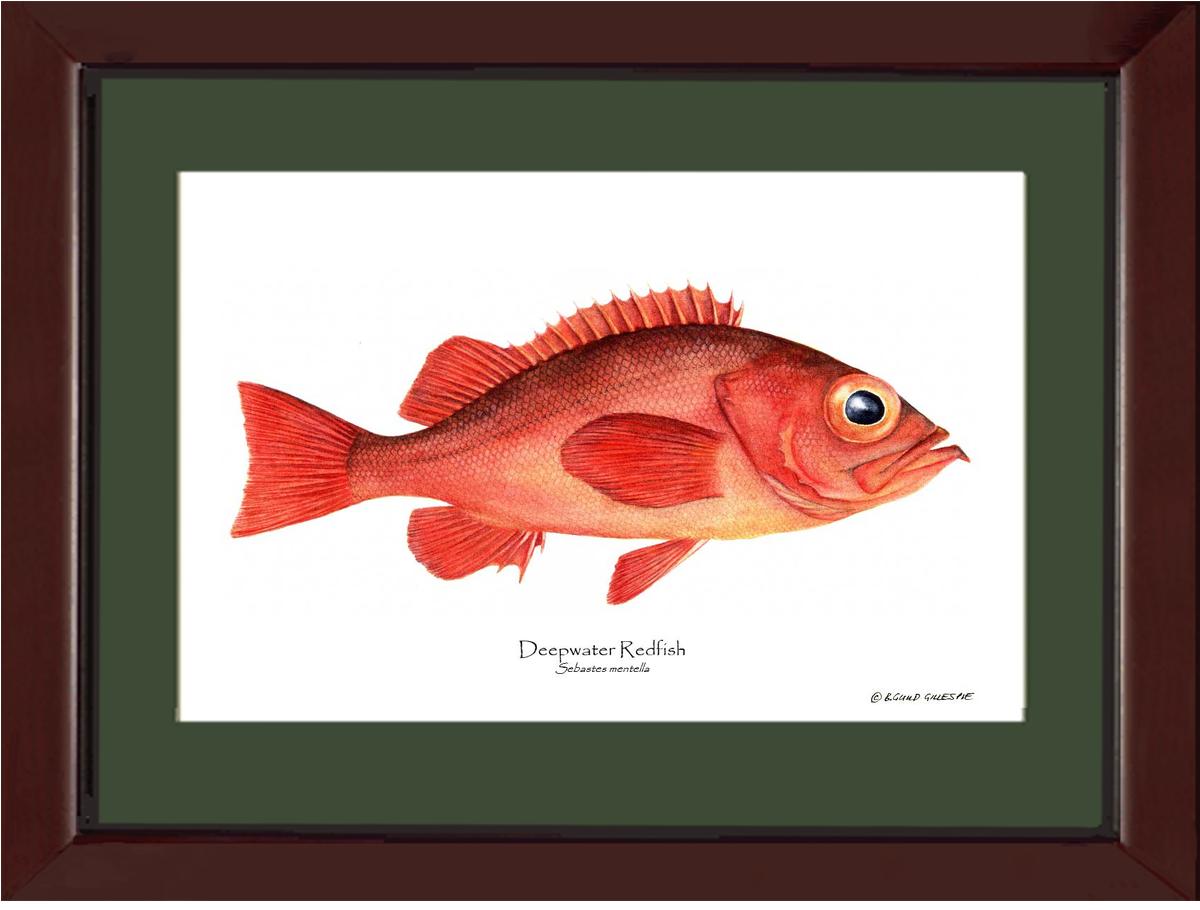 Deepwater Redfish Sebastes mentella | Wall Art Fish Print