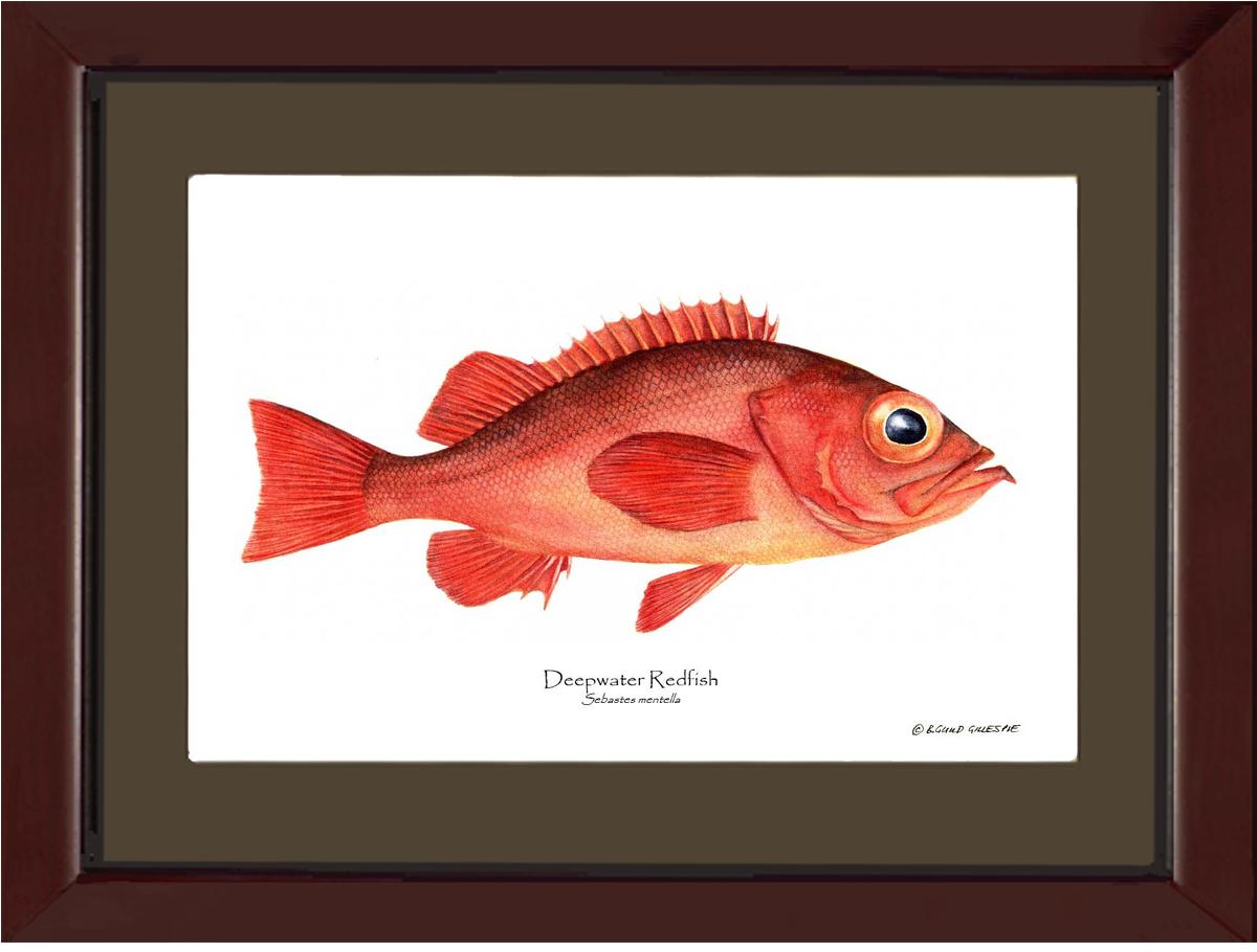 Deepwater Redfish Sebastes mentella | Wall Art Fish Print
