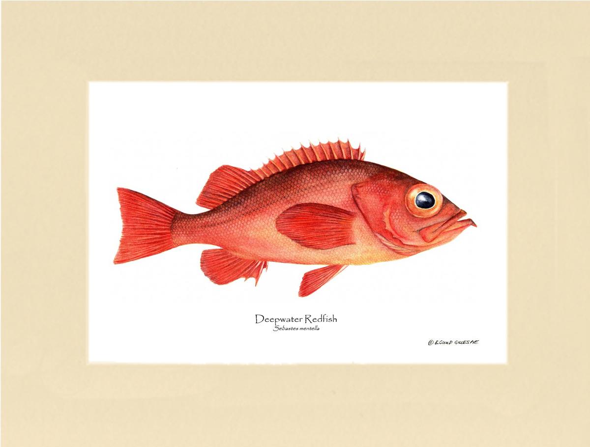 Deepwater Redfish Sebastes mentella | Wall Art Fish Print