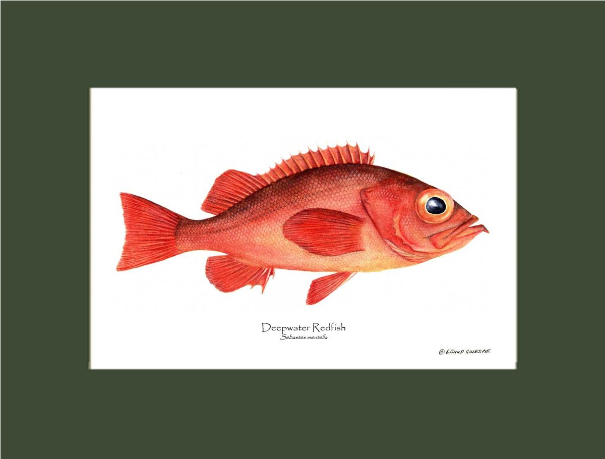 Deepwater Redfish Sebastes mentella | Wall Art Fish Print