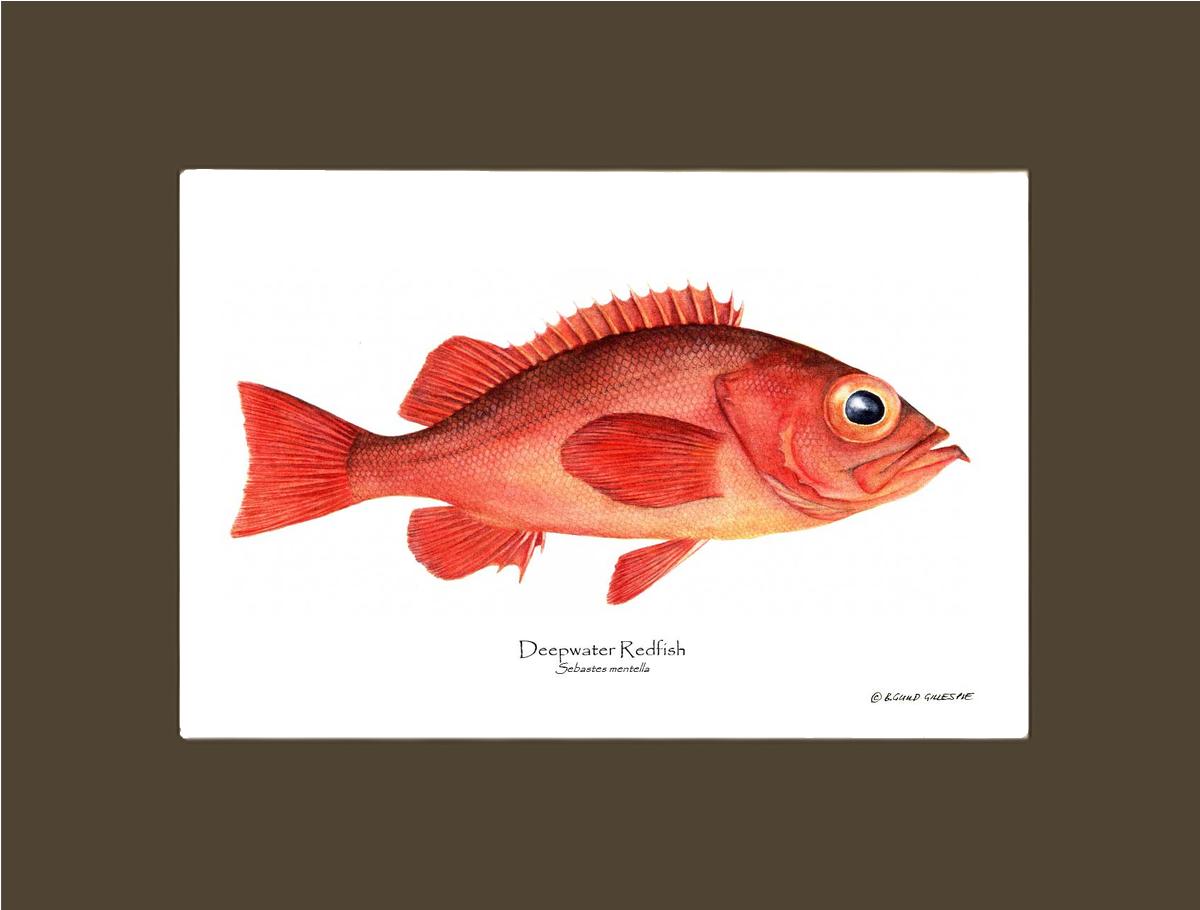 Deepwater Redfish Sebastes mentella | Wall Art Fish Print