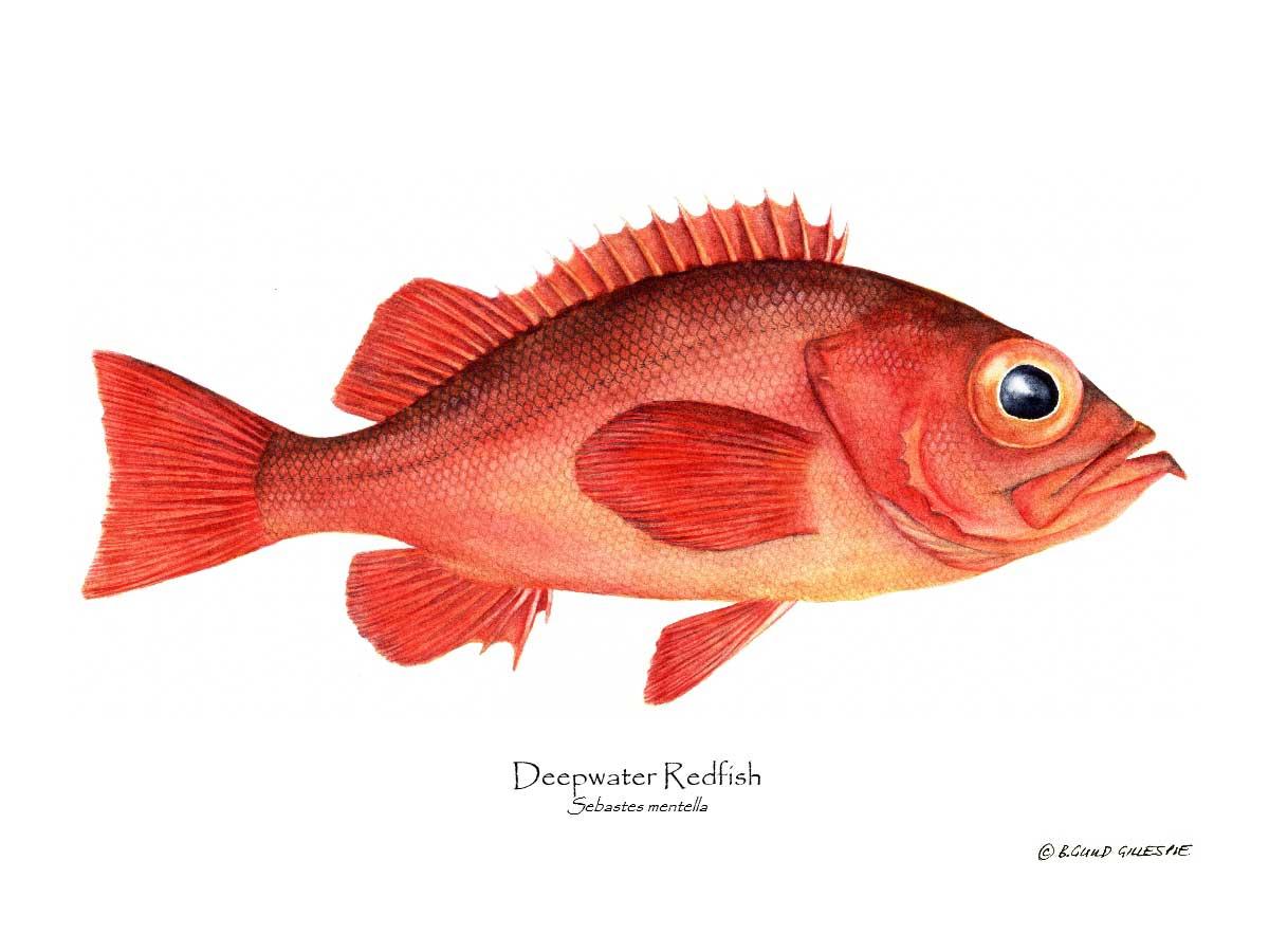 Fish Print: Deepwater Redfish Sebastes mentella – Charting Nature
