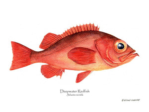 Fish Print: Deepwater Redfish Sebastes mentella