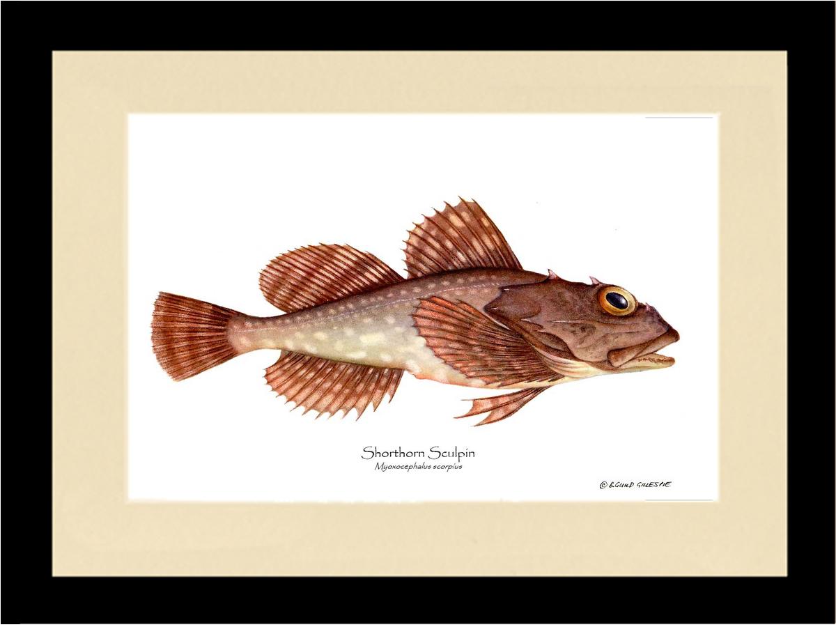 Shorthorn Sculpin Myoxocephalus scorpius | Wall Art Fish Print
