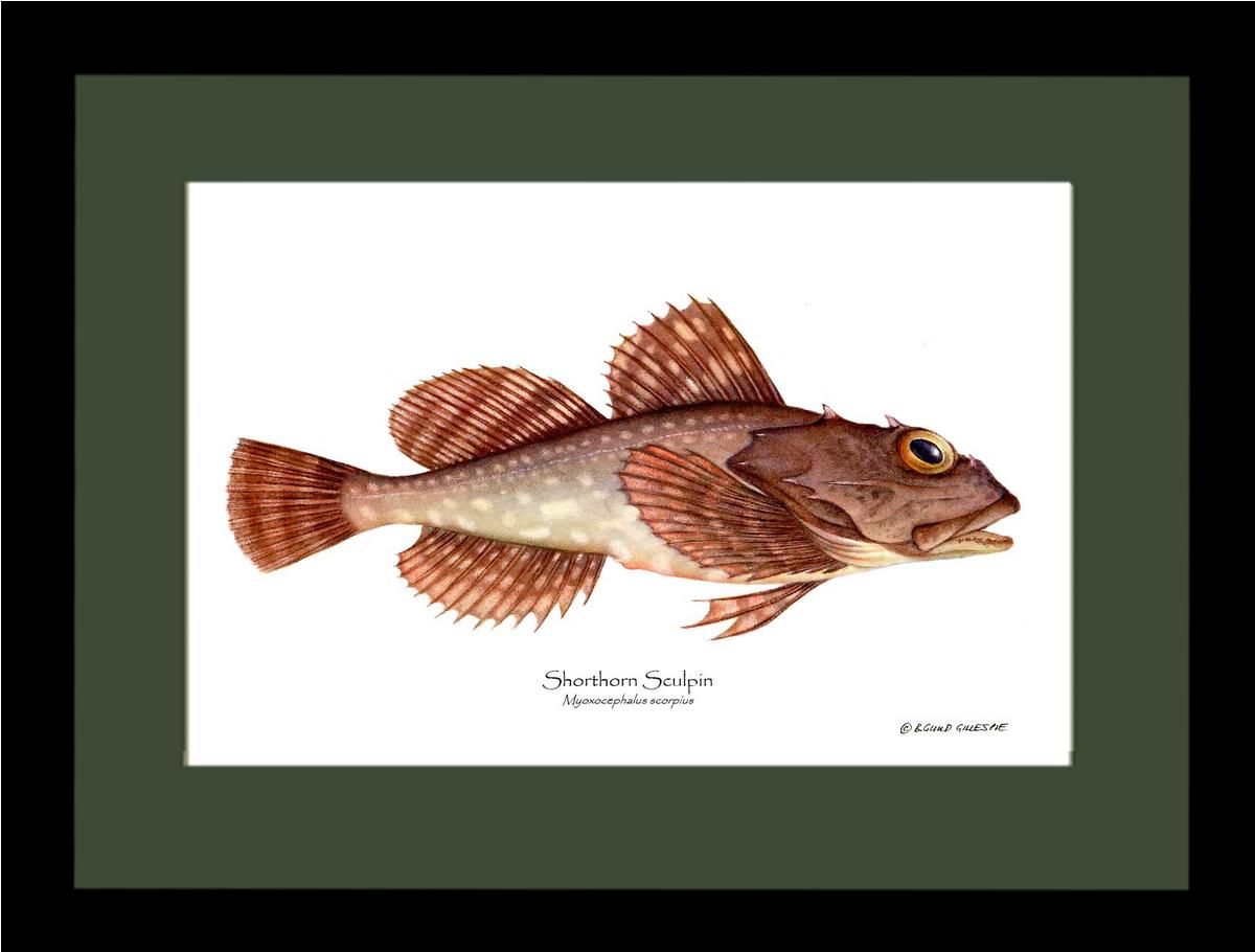 Shorthorn Sculpin Myoxocephalus scorpius | Wall Art Fish Print