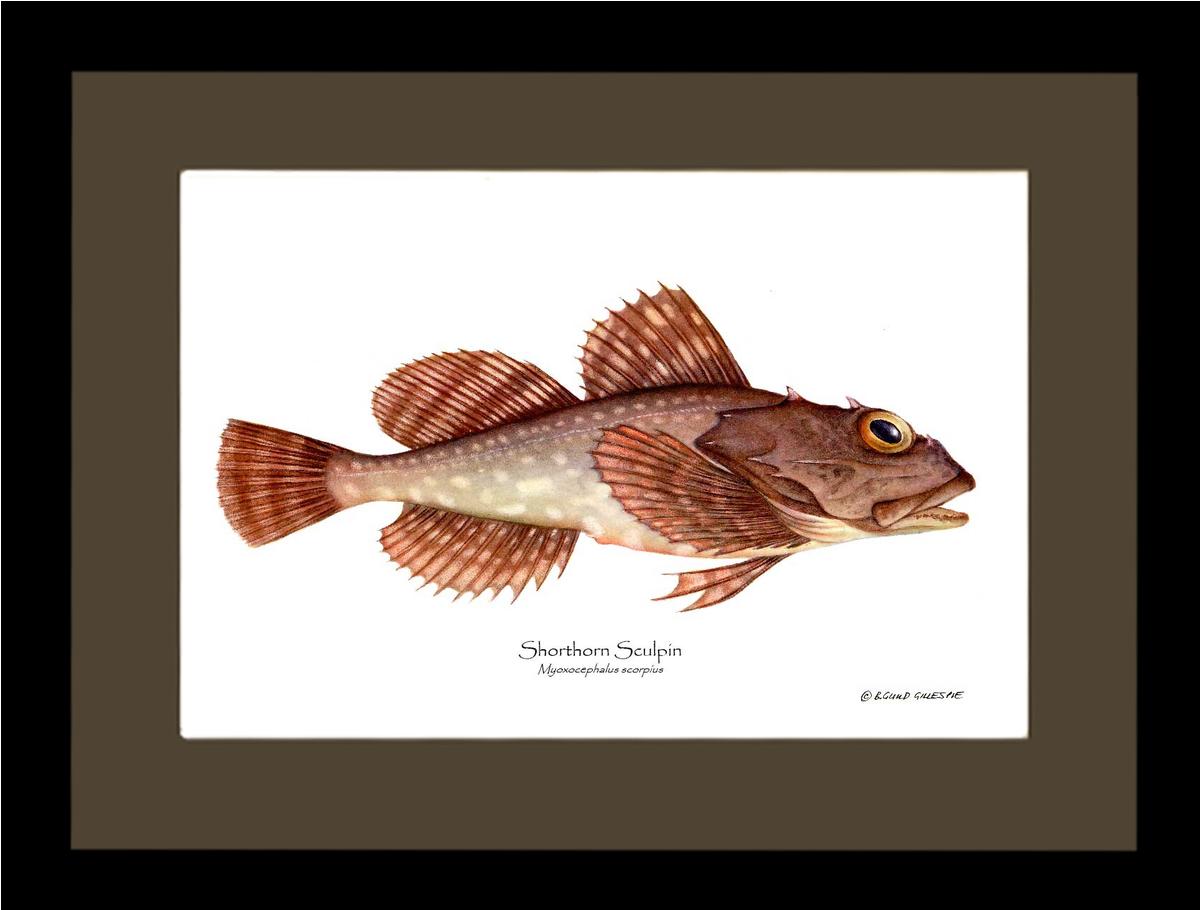 Shorthorn Sculpin Myoxocephalus scorpius | Wall Art Fish Print