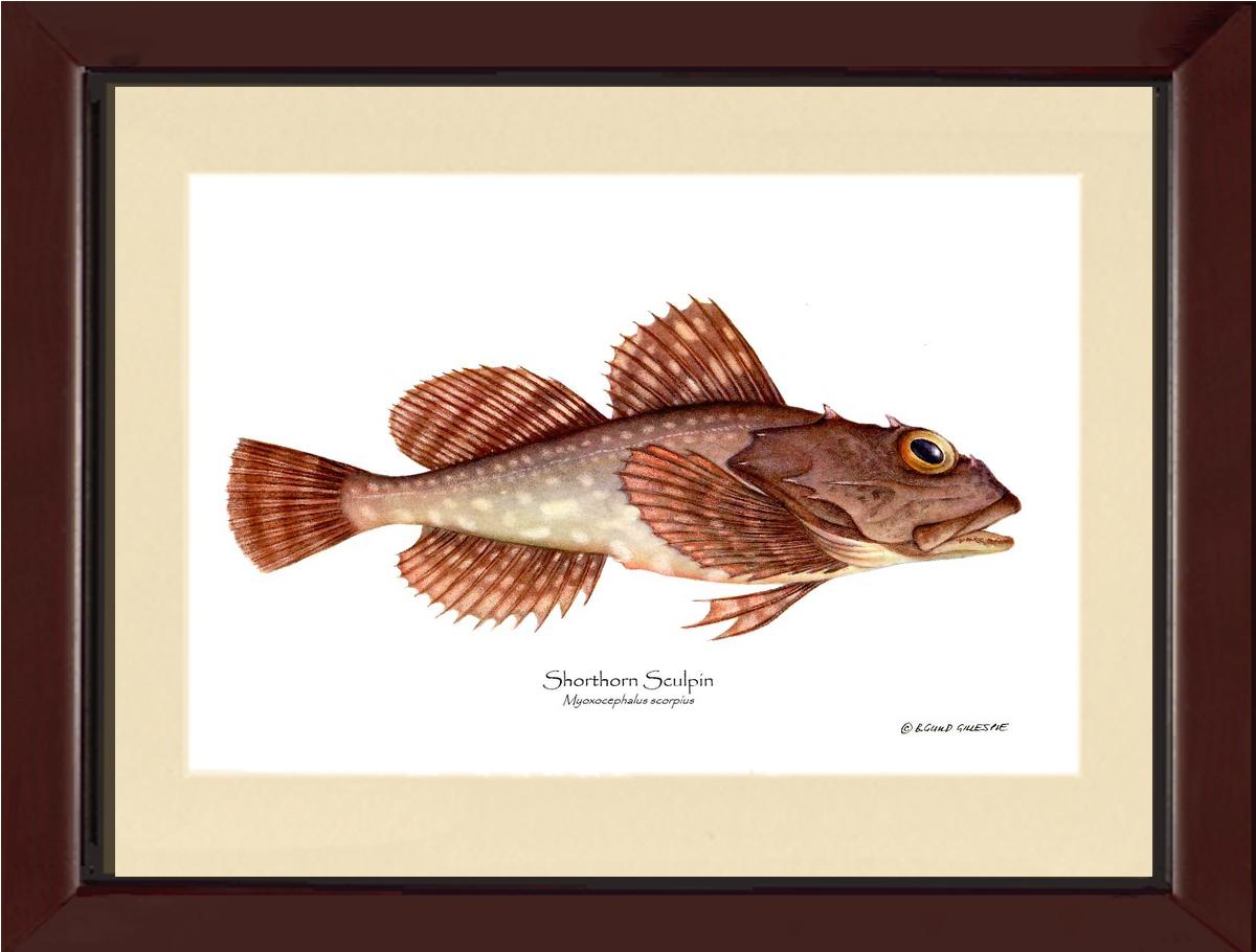 Shorthorn Sculpin Myoxocephalus scorpius | Wall Art Fish Print