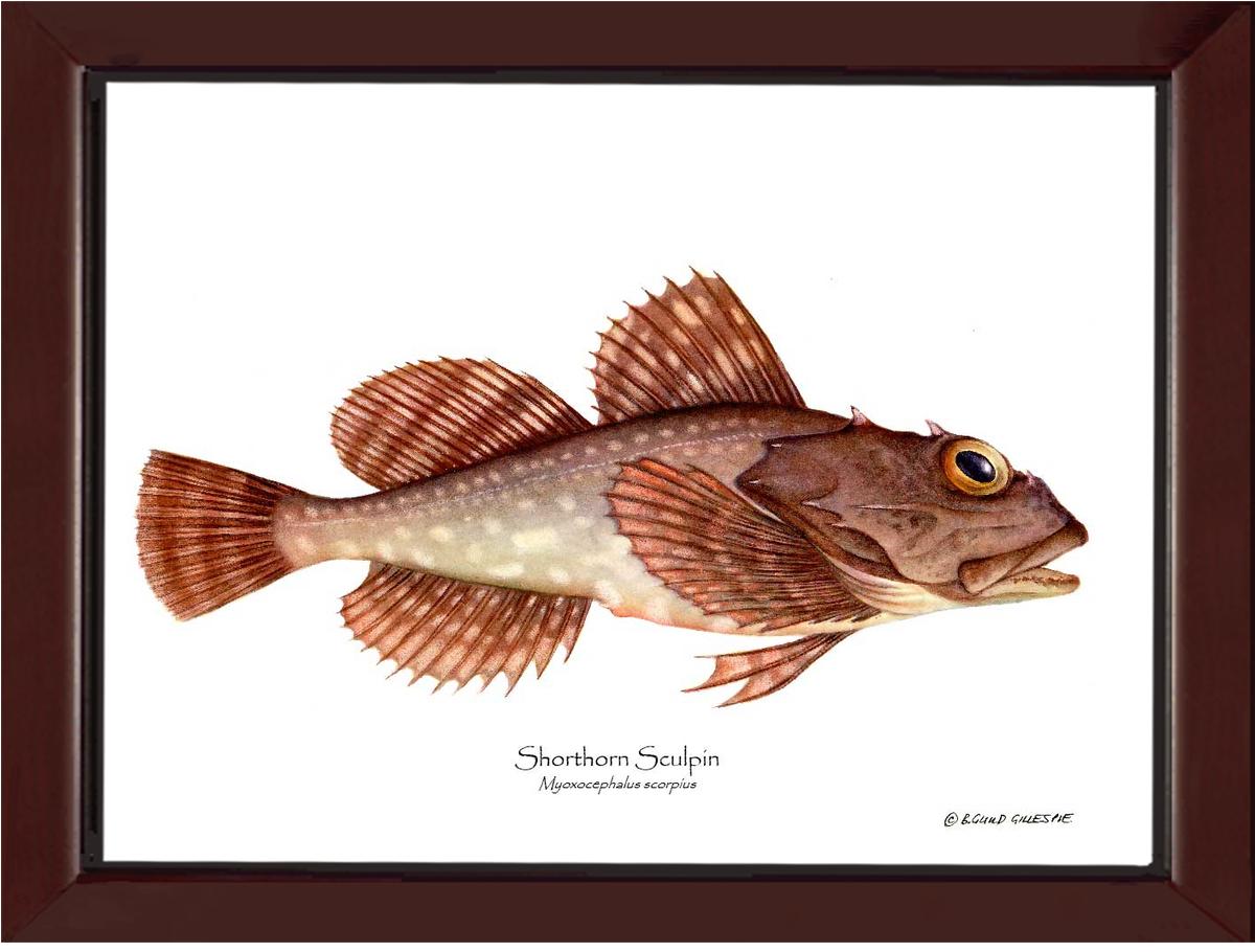Shorthorn Sculpin Myoxocephalus scorpius | Wall Art Fish Print