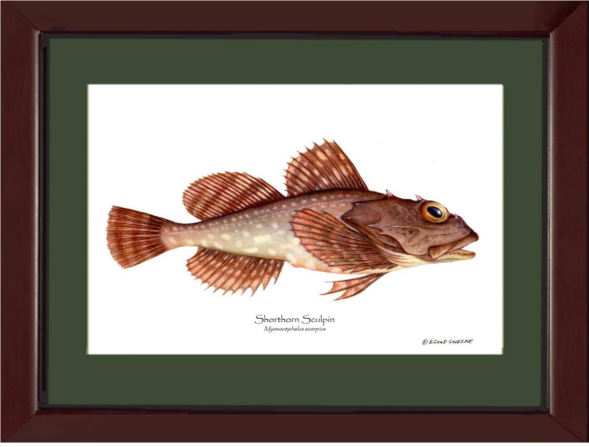 Shorthorn Sculpin Myoxocephalus scorpius | Wall Art Fish Print