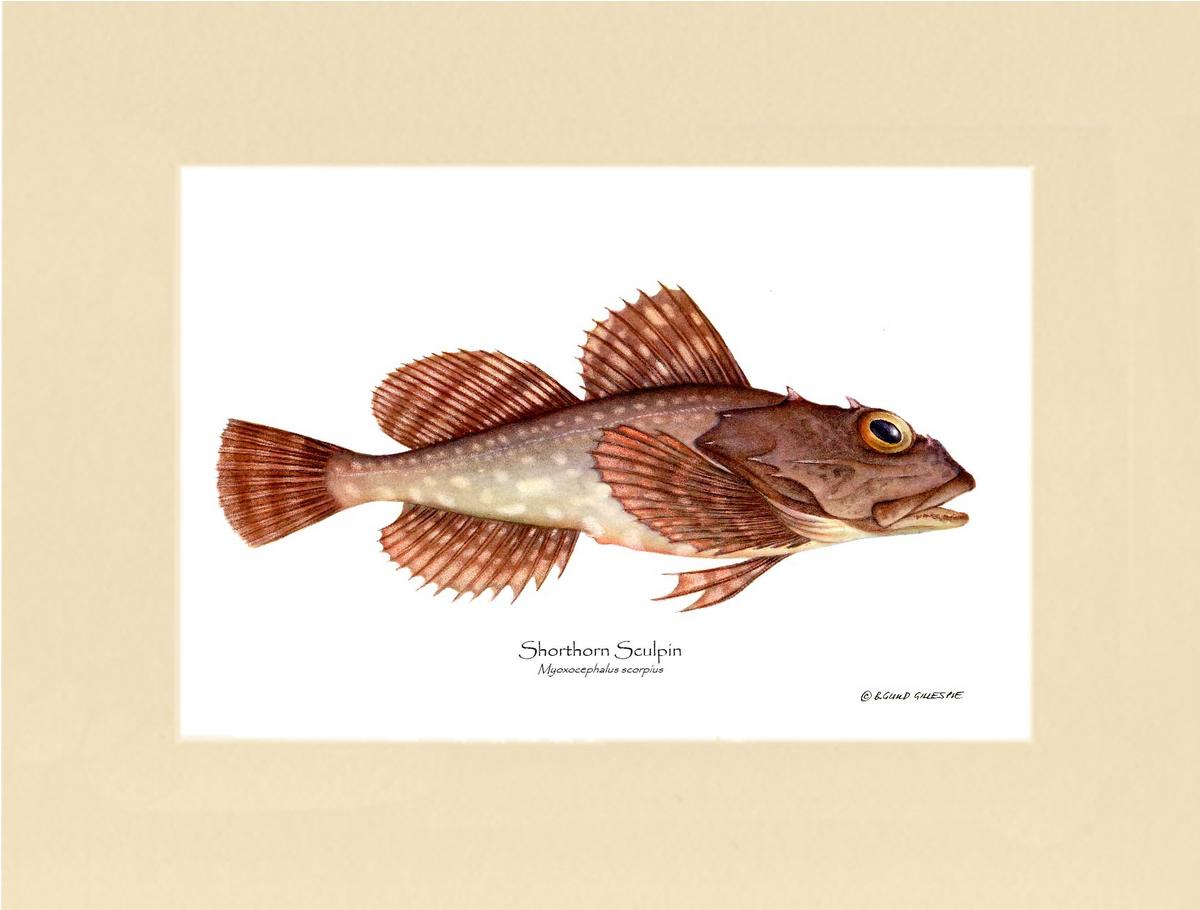Shorthorn Sculpin Myoxocephalus scorpius | Wall Art Fish Print