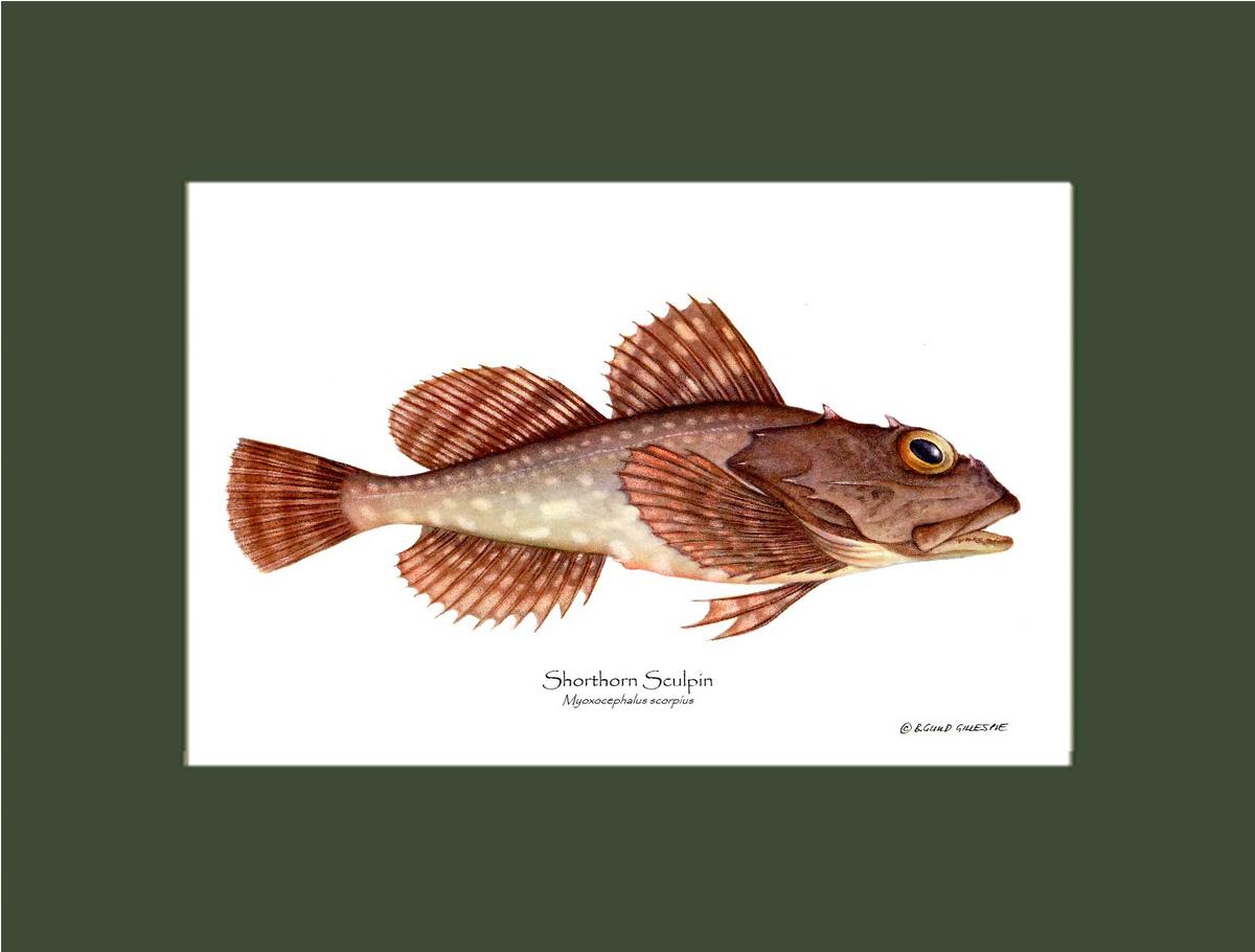 Shorthorn Sculpin Myoxocephalus scorpius | Wall Art Fish Print