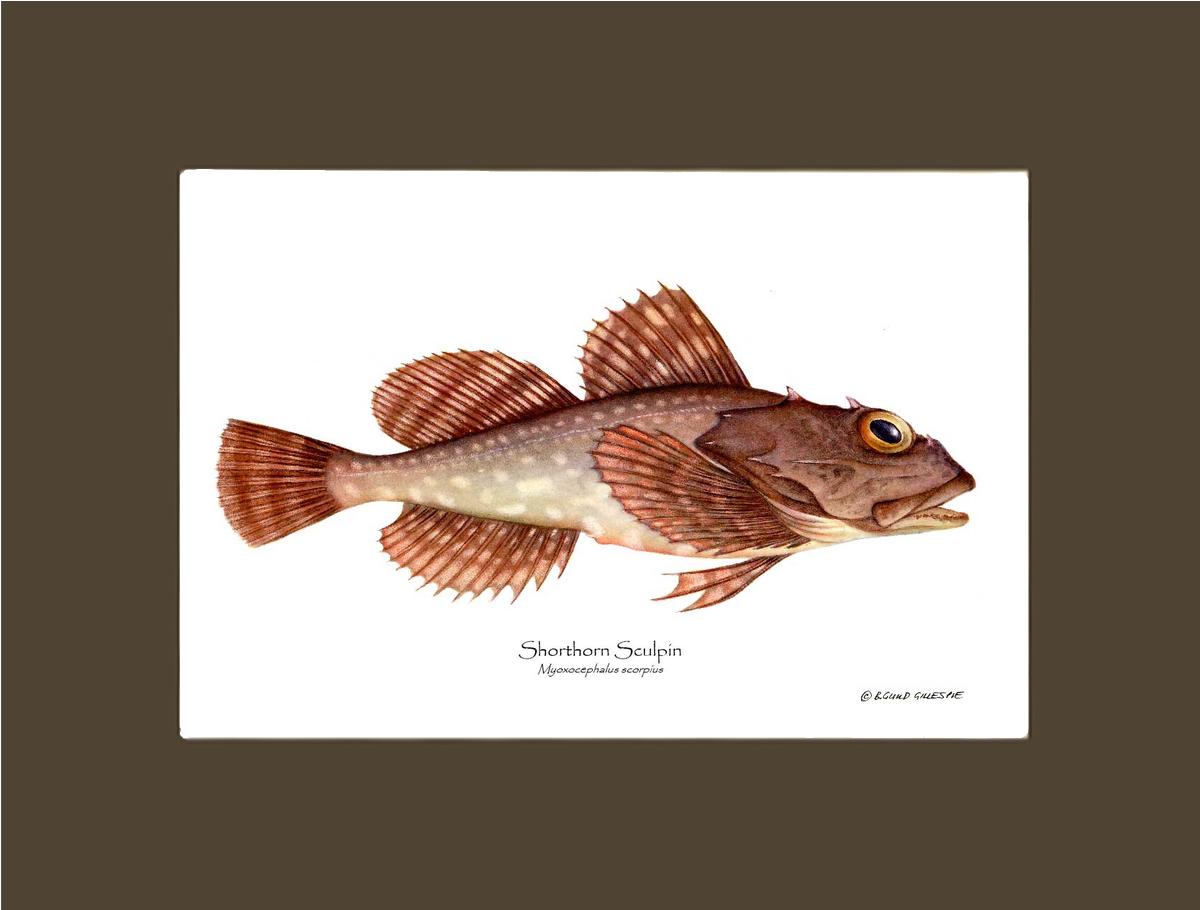 Shorthorn Sculpin Myoxocephalus scorpius | Wall Art Fish Print
