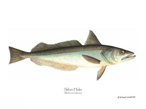 Fish Print: Hake Silver Merluccius bilinearis