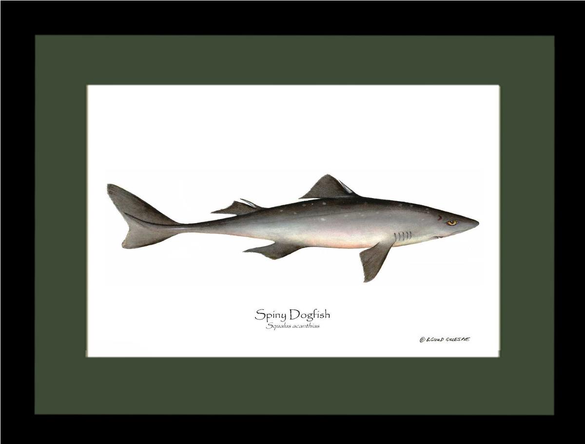 Spiny Dogfish Squalus acanthias | Wall Art Fish Print