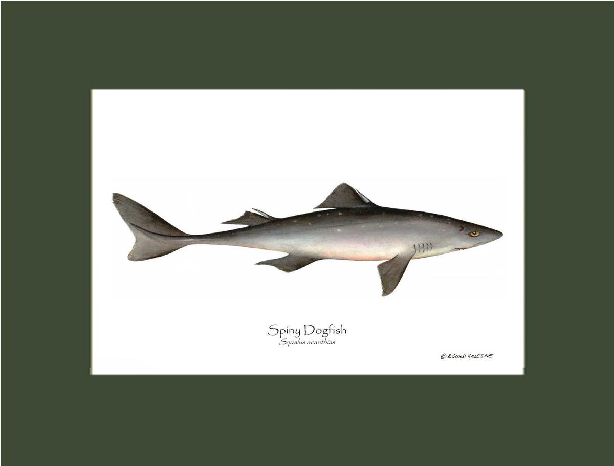 Spiny Dogfish Squalus acanthias | Wall Art Fish Print