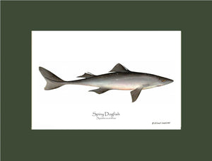 Spiny Dogfish Squalus acanthias