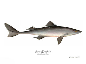 Fish Print: Spiny Dogfish Squalus acanthias