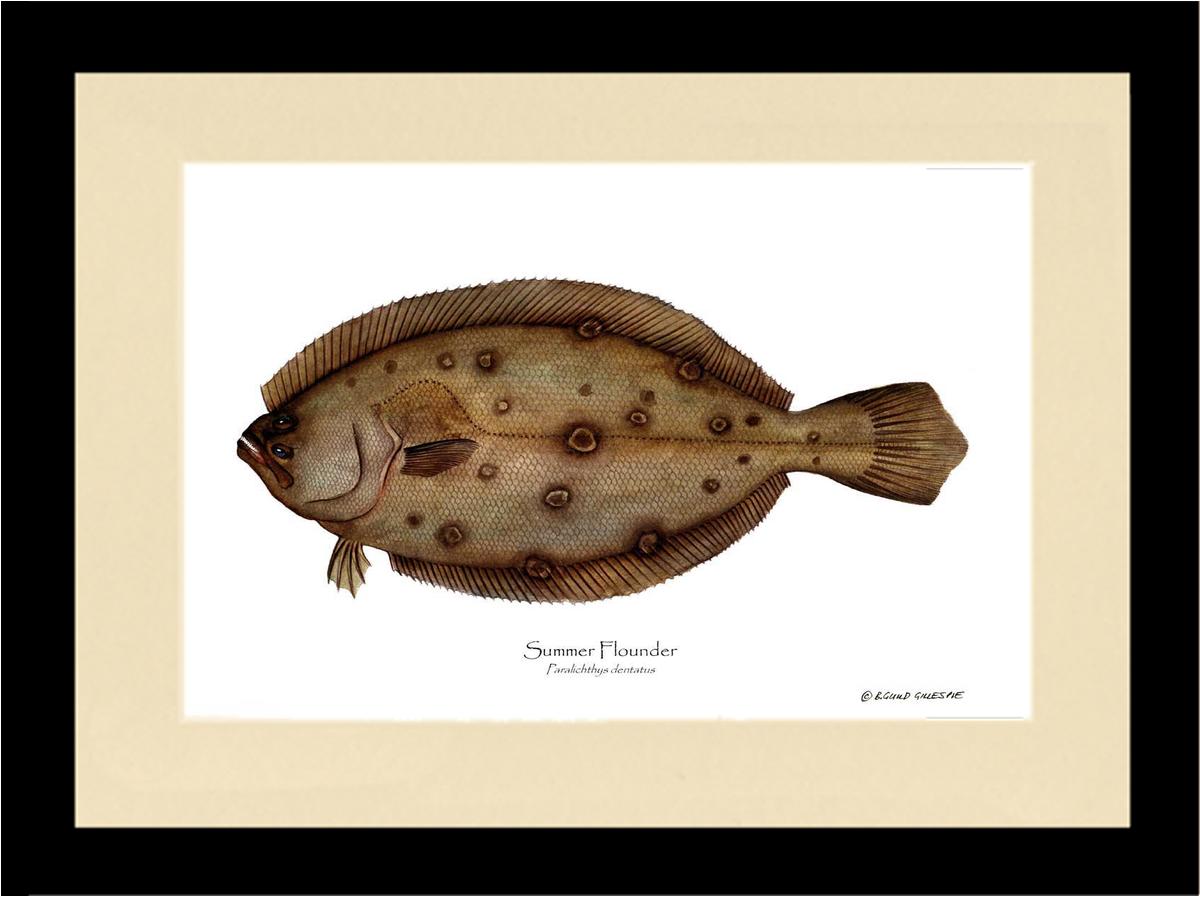 Summer Flounder Paralichthys dentatus | Wall Art Fish Print