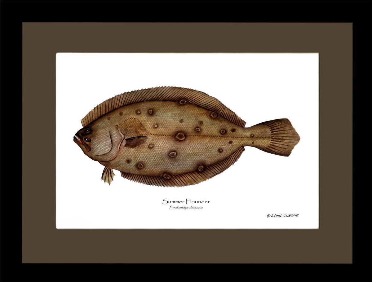 Summer Flounder Paralichthys dentatus | Wall Art Fish Print