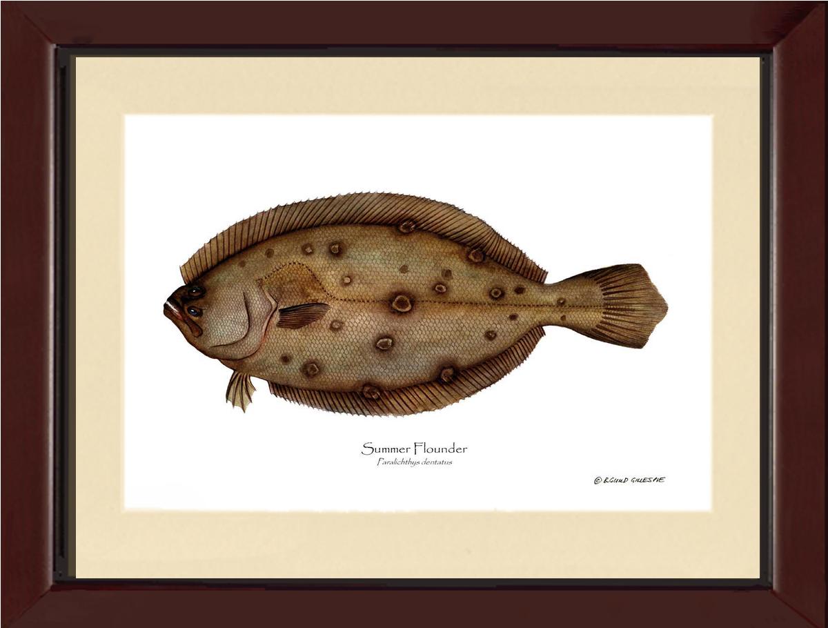 Summer Flounder Paralichthys dentatus | Wall Art Fish Print